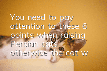 You need to pay attention to these 6 points when raising Persian cats, otherwise the cat will get sick easily