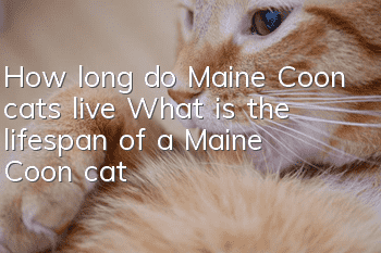 How long do Maine Coon cats live? What is the lifespan of a Maine Coon cat?