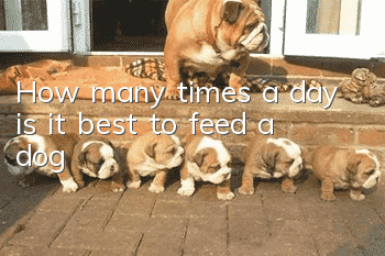 How many times a day is it best to feed a dog?