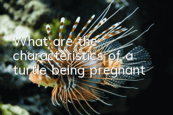 What are the characteristics of a turtle being pregnant?