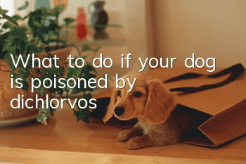 What to do if your dog is poisoned by dichlorvos