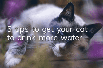 5 tips to get your cat to drink more water