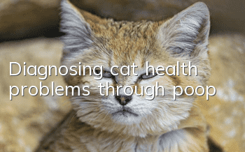 Diagnosing cat health problems through poop
