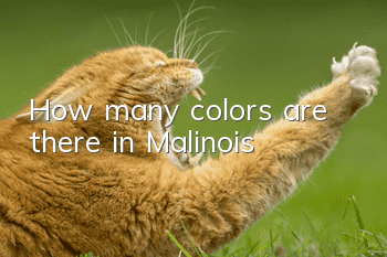 How many colors are there in Malinois?