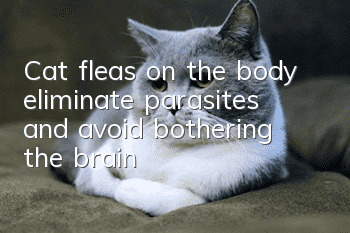 Cat fleas on the body: eliminate parasites and avoid bothering the brain