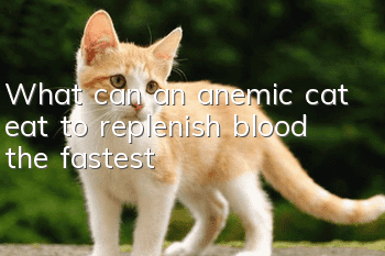 What can an anemic cat eat to replenish blood the fastest?