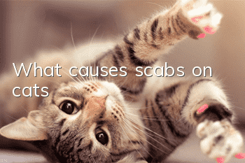 What causes scabs on cats?