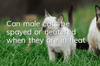 Can male cats be spayed or neutered when they are in heat?