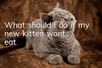 What should I do if my new kitten won’t eat?