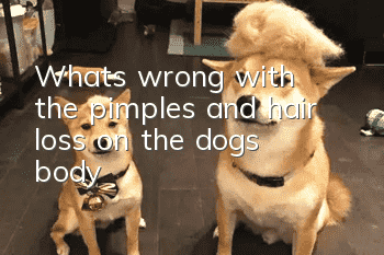What's wrong with the pimples and hair loss on the dog's body?