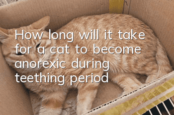 How long will it take for a cat to become anorexic during teething period?