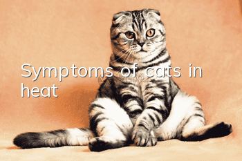 Symptoms of cats in heat