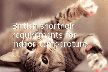 British shorthair requirements for indoor temperature