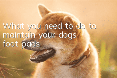 What you need to do to maintain your dog’s foot pads