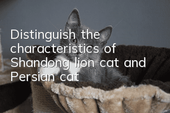 Distinguish the characteristics of Shandong lion cat and Persian cat