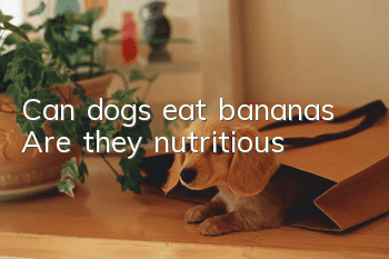 Can dogs eat bananas? Are they nutritious?