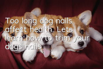 Too long dog nails affect health. Let’s learn how to trim your dog’s nails!