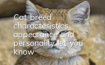 Cat breed characteristics, appearance and personality let you know