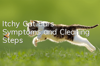 Itchy Cat Ears Symptoms and Cleaning Steps