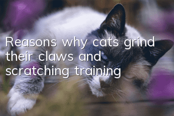 Reasons why cats grind their claws and scratching training