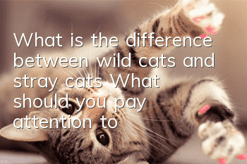 What is the difference between wild cats and stray cats? What should you pay attention to when adopting?