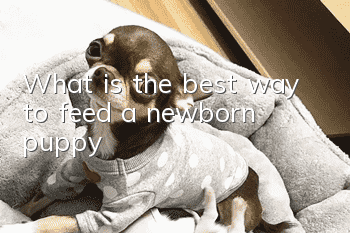 What is the best way to feed a newborn puppy?