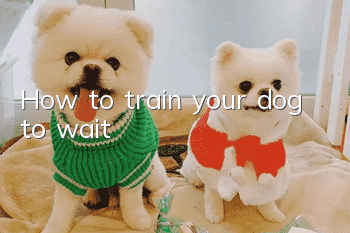 How to train your dog to wait