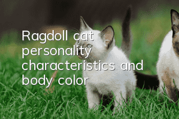 Ragdoll cat personality characteristics and body color