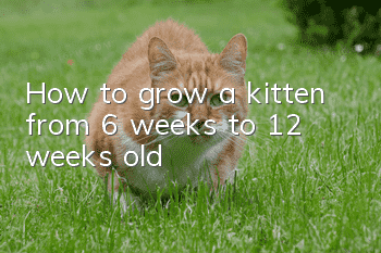 How to grow a kitten from 6 weeks to 12 weeks old?
