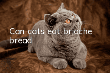 Can cats eat brioche bread?