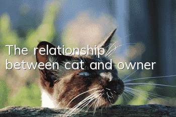 The relationship between cat and owner