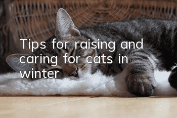 Tips for raising and caring for cats in winter