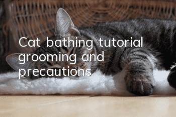 Cat bathing tutorial, grooming and precautions