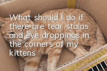 What should I do if there are tear stains and eye droppings in the corners of my kitten’s eyes?