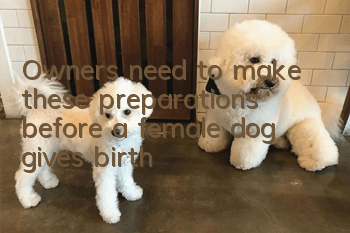Owners need to make these preparations before a female dog gives birth