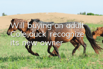 Will buying an adult Cole duck recognize its new owner?