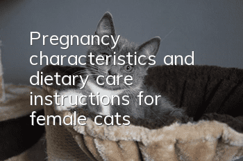 Pregnancy characteristics and dietary care instructions for female cats