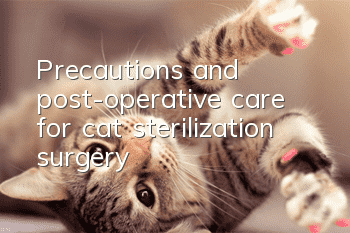 Precautions and post-operative care for cat sterilization surgery