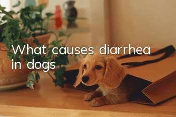 What causes diarrhea in dogs