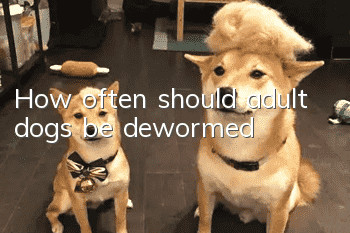 How often should adult dogs be dewormed?