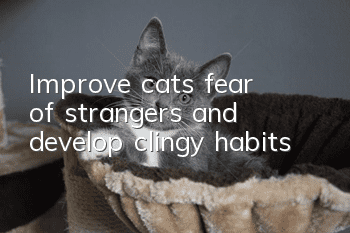 Improve cats’ fear of strangers and develop clingy habits