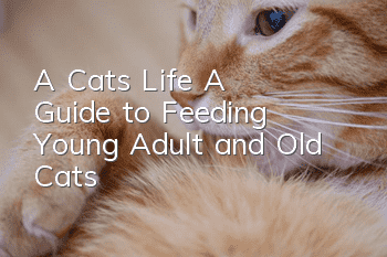 A Cat's Life: A Guide to Feeding Young, Adult and Old Cats