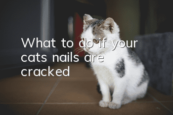 What to do if your cat’s nails are cracked