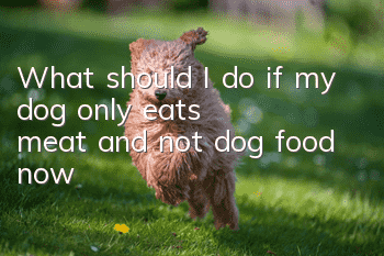 What should I do if my dog only eats meat and not dog food now?