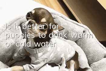 Is it better for puppies to drink warm or cold water?