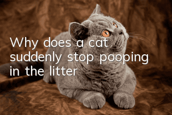 Why does a cat suddenly stop pooping in the litter?