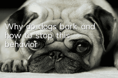 Why do dogs bark and how to stop this behavior?