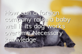 How can a foreign company raise a baby well if its dog works overtime? Necessary knowledge for office workers to raise a dog