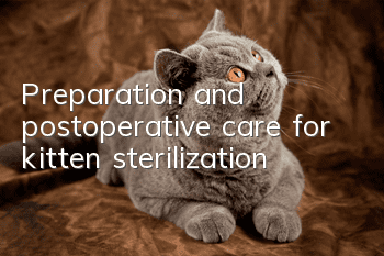 Preparation and postoperative care for kitten sterilization
