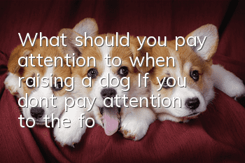 What should you pay attention to when raising a dog: If you don’t pay attention to the food, the baby will burst into tears!